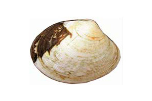 golden carpet shell 